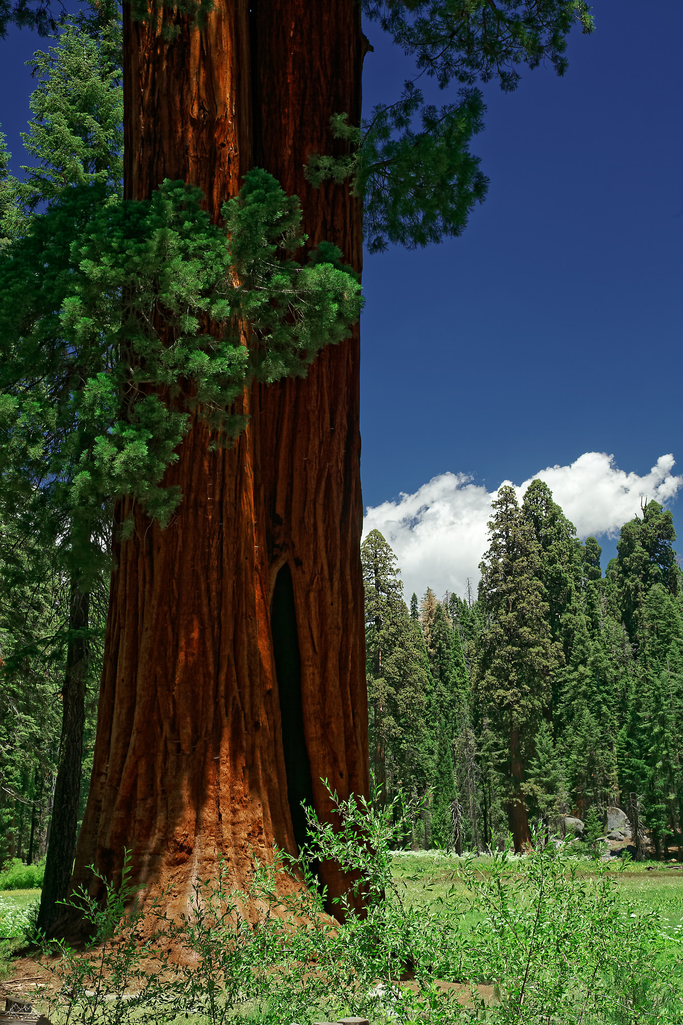 sequoia_D8B7371