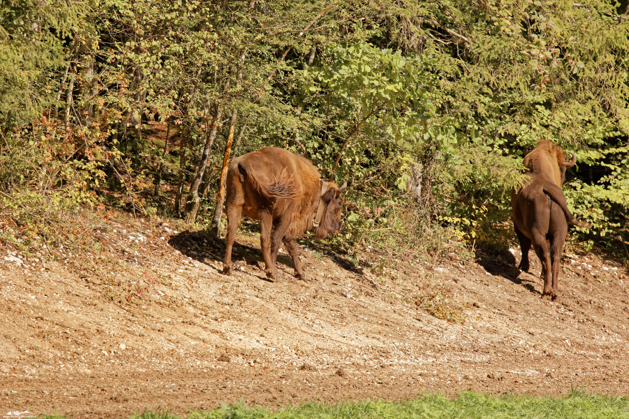 wisent_R4A0975