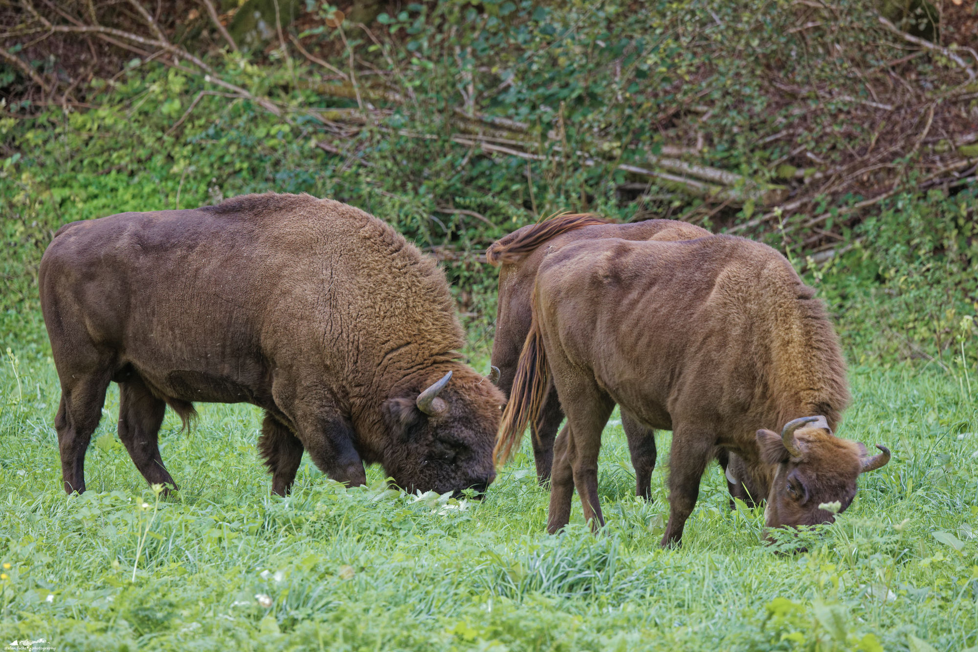 wisent_R4A1008