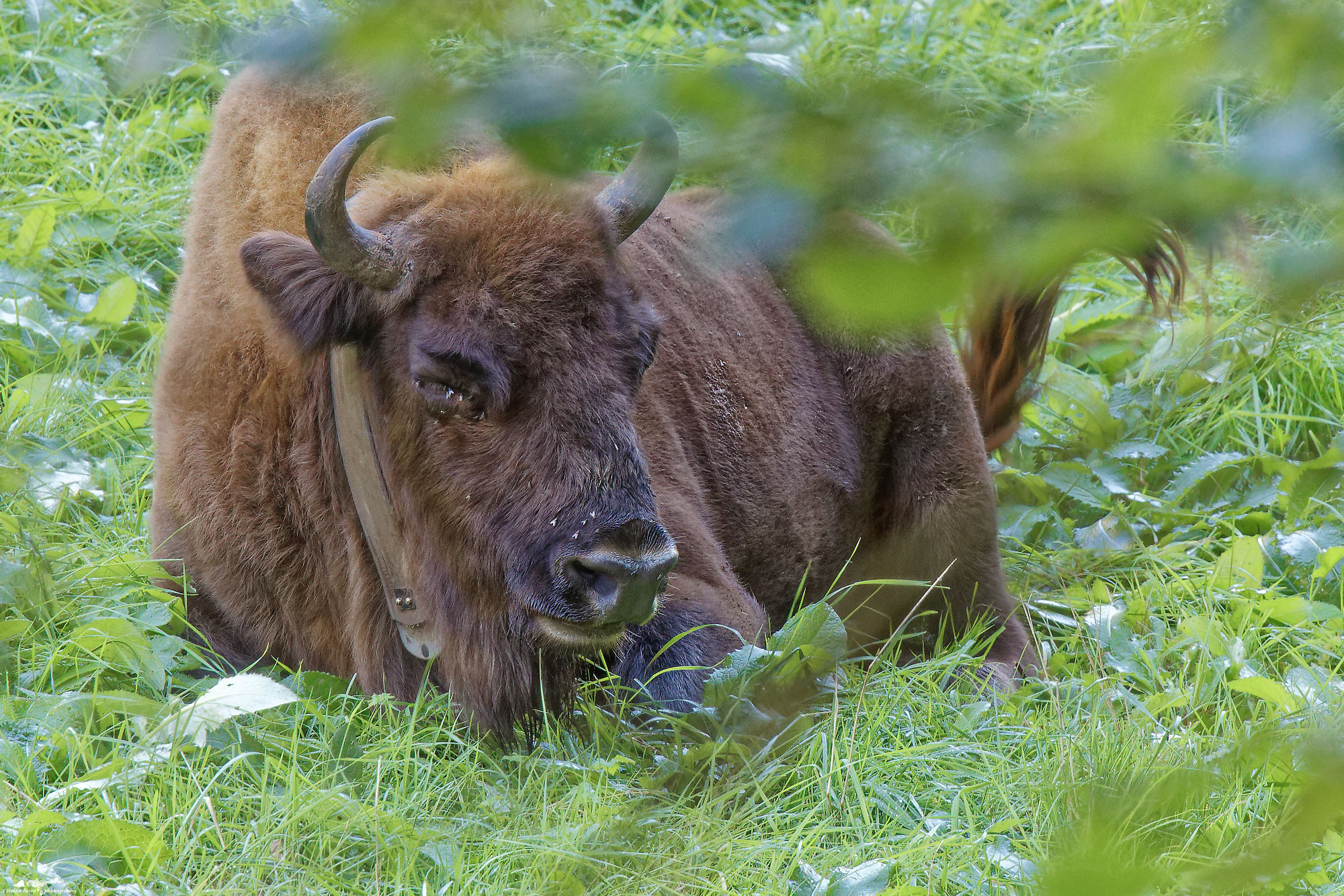 wisent_R4A1024