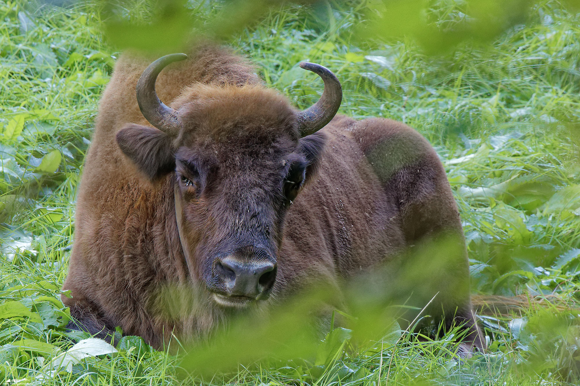 wisent_R4A1028