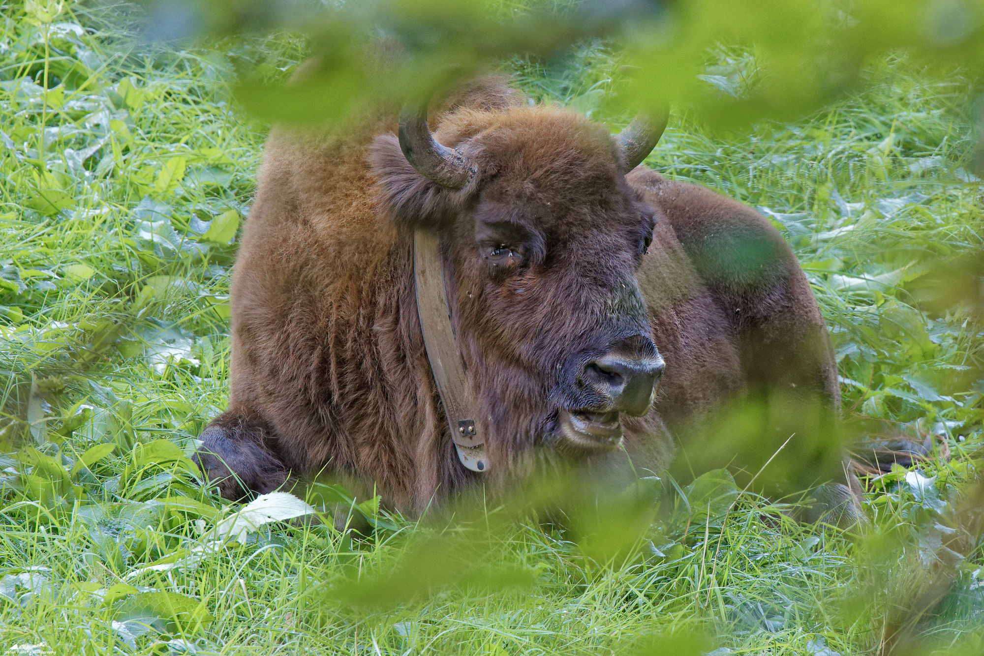 wisent_R4A1031